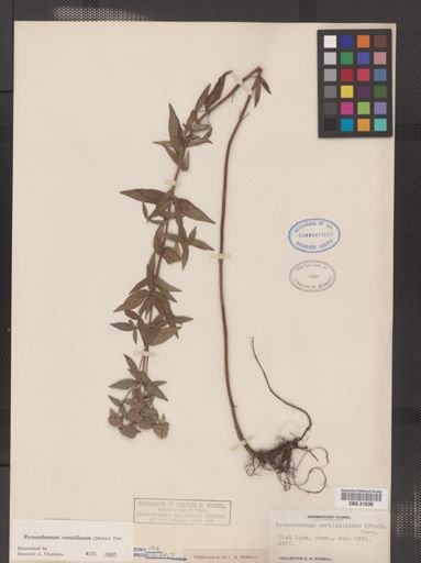 Pycnanthemum verticillatum