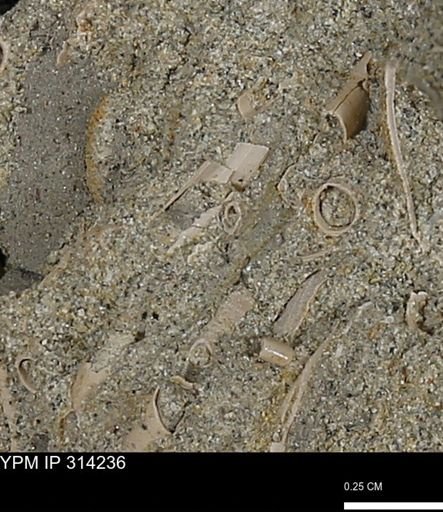 undet. Scaphopoda