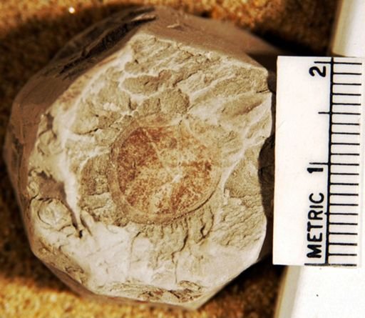 Cycadinocarpus circularis