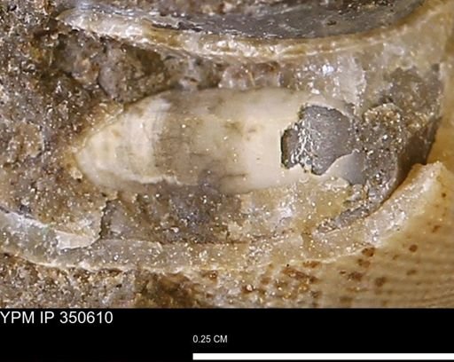 undet. Mollusca