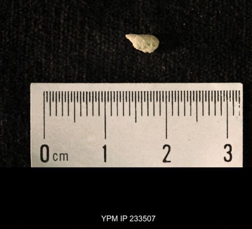 Archaeocidaris sp.