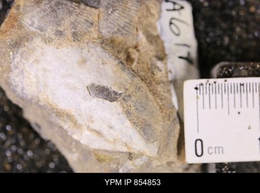 Phelopteria linguaeformis?