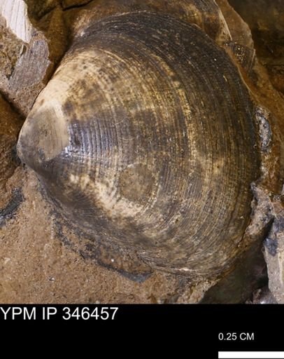 Limopsis striatopunctatus