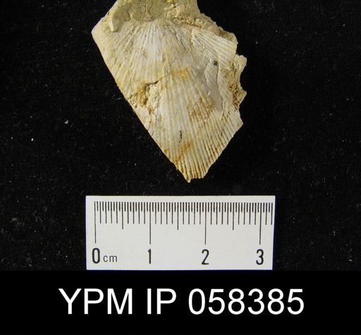Schuchertella woolworthana