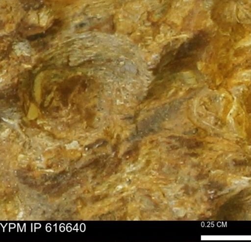 Teredo sp.