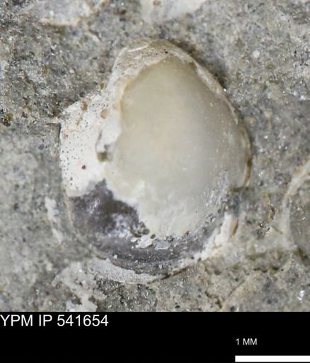 Protocardia subquadrata