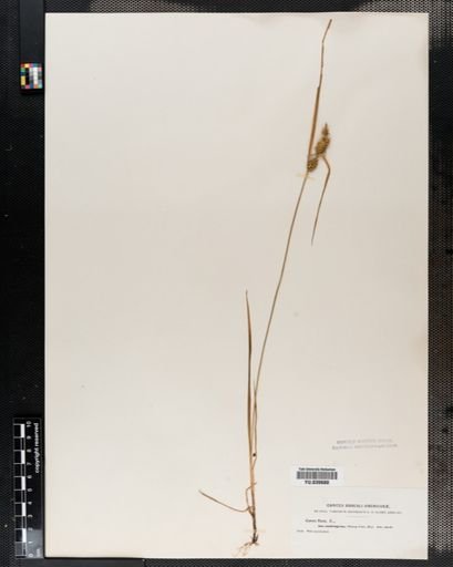 Carex flava