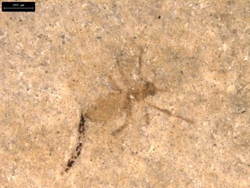 taxon undetermined