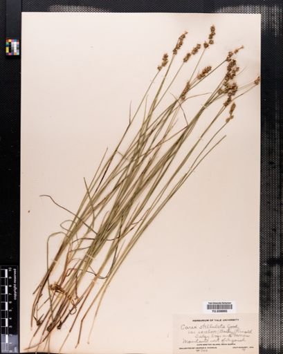Carex cephalantha