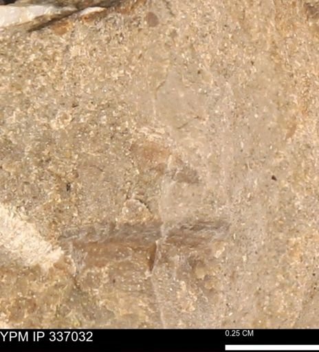 undet. Mollusca