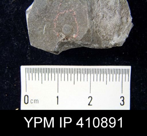 Pholidops hamiltoniae