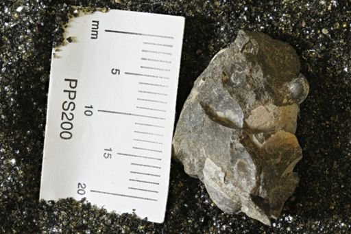 Protocardia