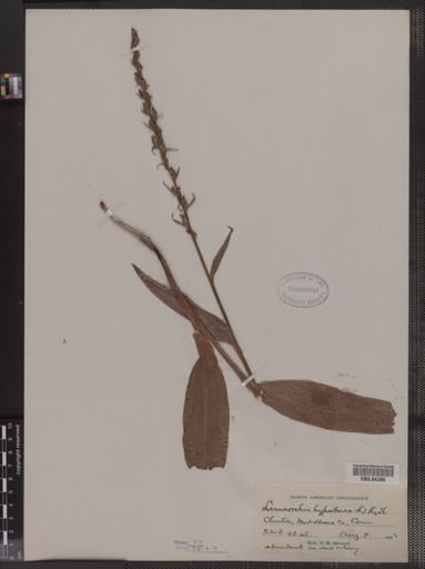 Limnorchis hyperborea