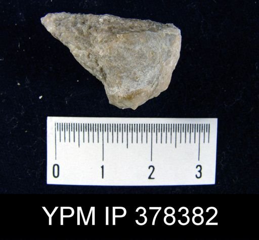 Prorichthofenia likharewi