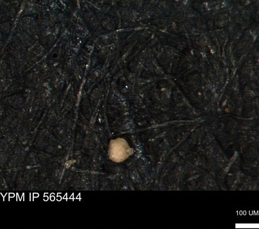 Clathrocyclas (Clathrocyclas) irrasa