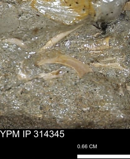 undet. Mollusca
