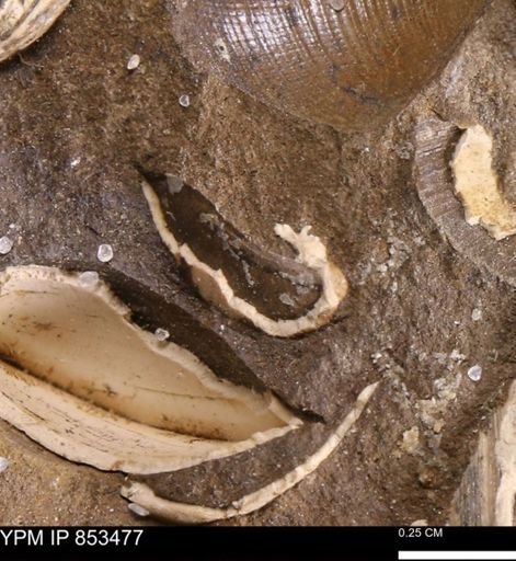 Limopsis? striatopunctatus