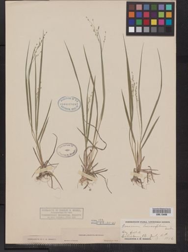 Panicum linearifolium