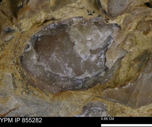 undet. Mollusca