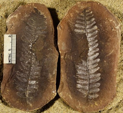 Pecopteris