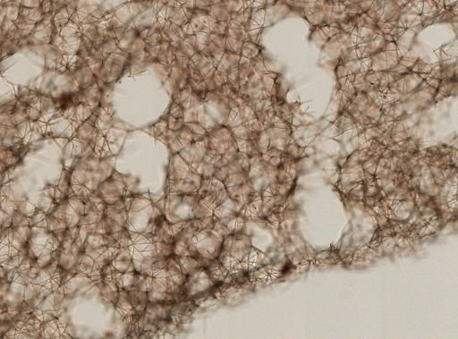 Haliclona (Soestella) caerulea