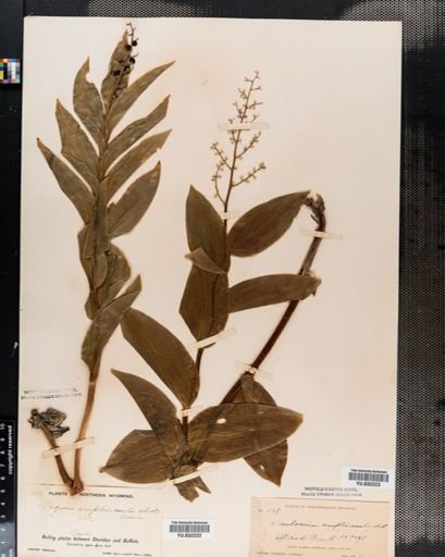 Maianthemum