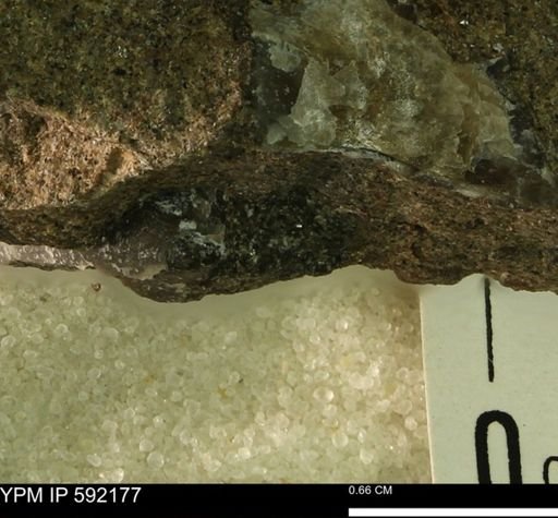 Ostrea translucida?