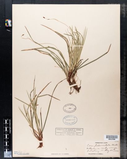 Carex pedunculata