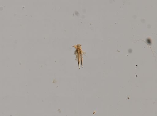 Eisenoides lonnbergi