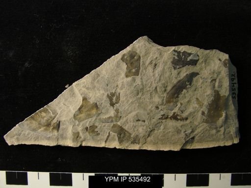 undet. Eurypterida