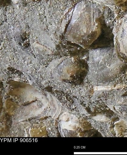 Corbulamella?