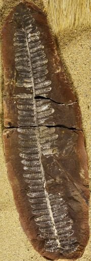 Pecopteris