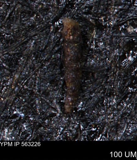 Verneuilinoides hectori
