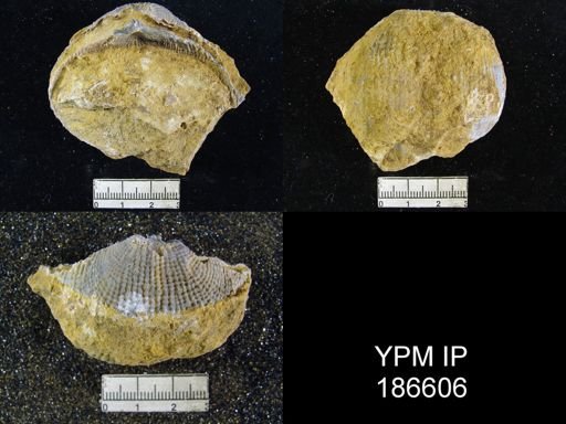 Dictyoclostus americanus