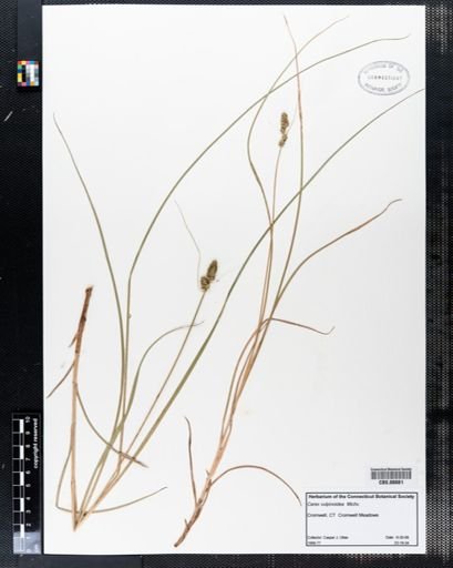Carex vulpinoidea