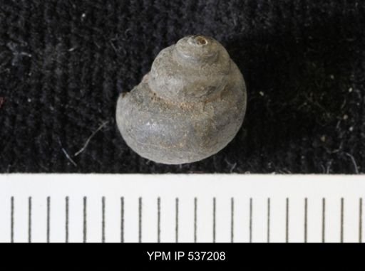 Viviparus montanaensis