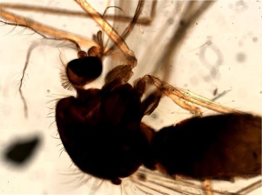 Culex pipiens