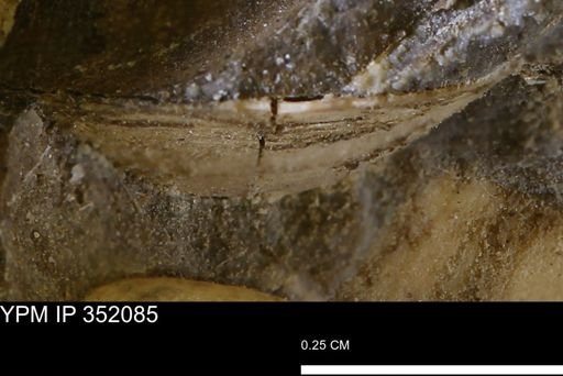 undet. Bivalvia