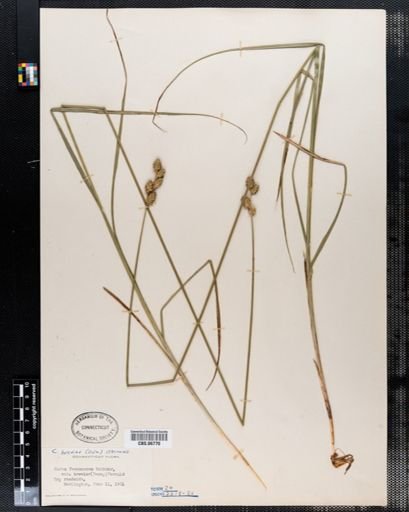 Carex brevior