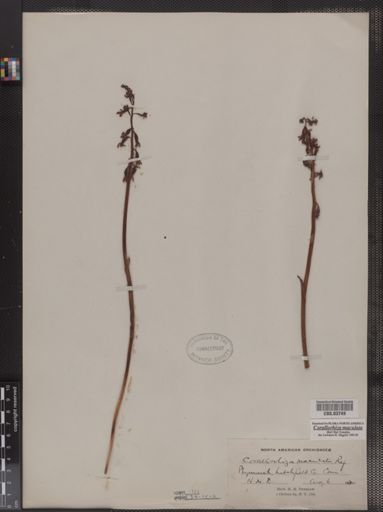Corallorhiza maculata