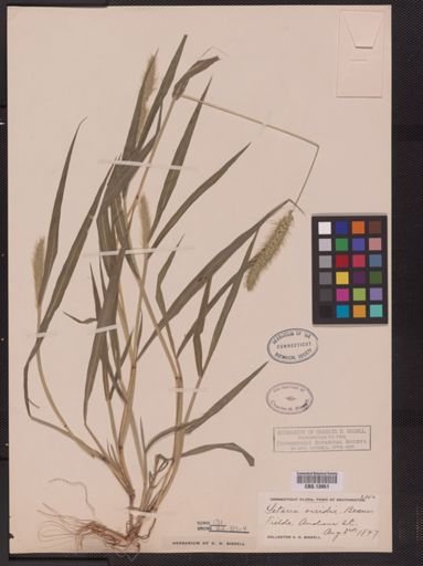 Setaria viridis