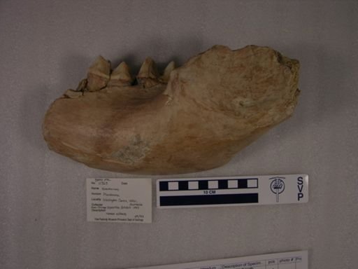 Nototherium