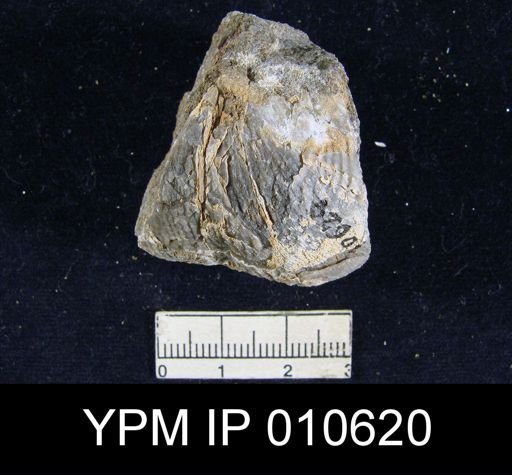 Productus ivesi