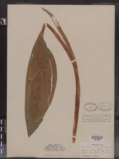 Orontium aquaticum