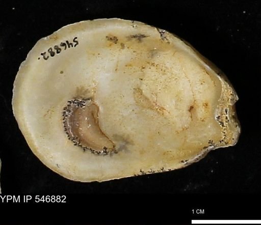 Ostrea virginiana