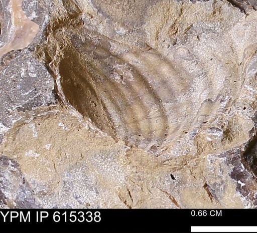 Inoceramus sp.