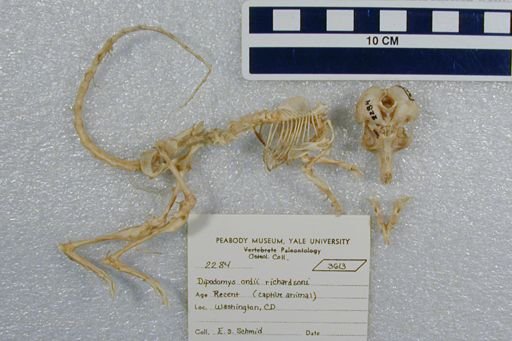 Dipodomys ordii