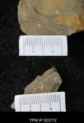undet. Synziphosurina