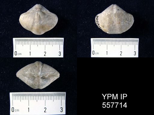 Quadrithyris robustus