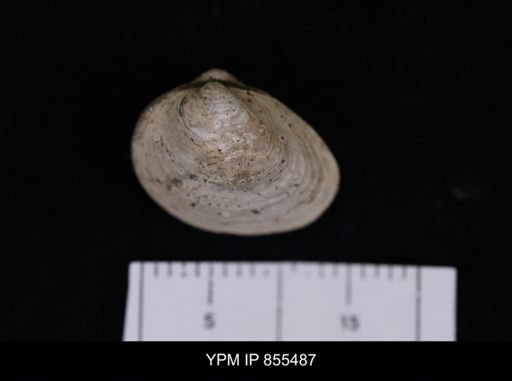 Limopsis striatopunctatus